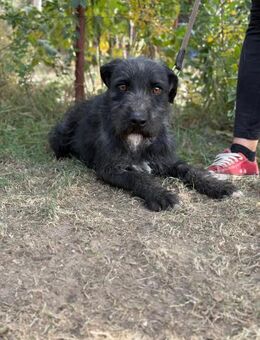 Leopold - sucht eine liebe Familie - Köln