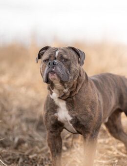 Bruno - Hemmoor