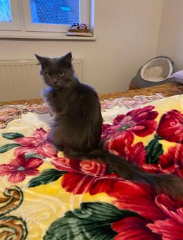 Maine Coon Mix - Mackenbach