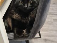 Kater sucht neues Zuhause - Schwegenheim