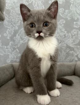 Reinrassige BKH Kitten - Münster