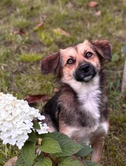 Wunderschöne Hündin sucht ihr Zuhause - Finning