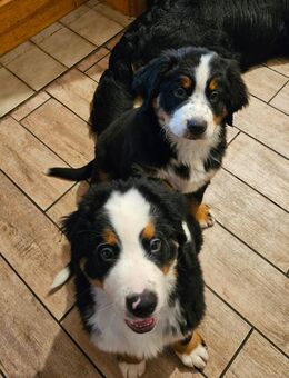 Süße Berner Sennenhund-Welpen - Berlin Treptow-Köpenick