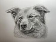 Tierportrait, Bleistiftzeichnung nach Fotovorlage ab 50€ - Wildeshausen