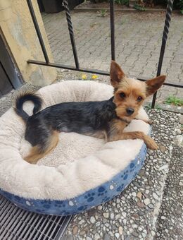 Deckeüde Yorkshire Terrier Black Tan - Lünen