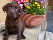 Wunderschöne Labrador Welpen(Arbeitslinie) - Waldeck (Hessen)