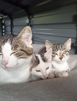 Unzertrennliche Kitten - Vohburg (Donau)