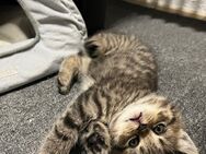 Verspielter kleiner Kater sucht liebevolles Zuhause 🐾 - Mönchengladbach