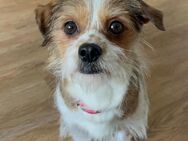 Mimi, Mini-Herzchen auf 4 Beinchen - Köln