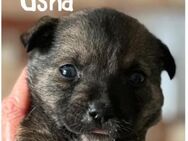 Usha, wie Müll entsorgt... - Steinhagen (Nordrhein-Westfalen)