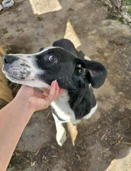 Nils - aktiv und freundlich - Dreikirchen