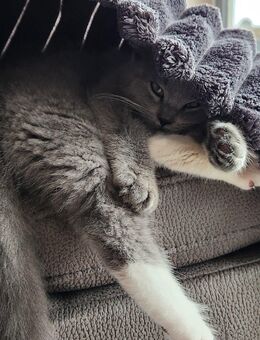 BKH Kater 3 Monate alt sucht ein liebevolles zu Hause - Hamburg