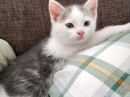 🐈‍⬛🐈EKH Mix Kitten 🐈🐈‍⬛ - Bad Schwartau