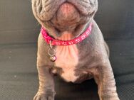 Französische Bulldogge Welpen - Troisdorf Zentrum