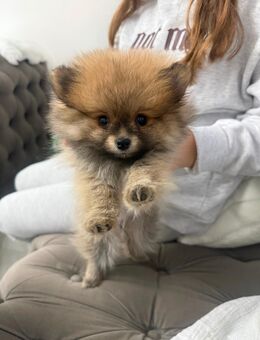 Pomeranian Welpe Lusi sucht ein liebevolles Zuhause - Offenbach (Main)