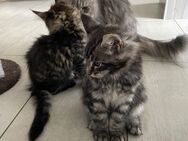 2 Zuckersüsse Maine Coon Kater - Todtenweis