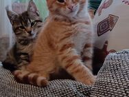 2 Maine Coon Mix Kitten - Meschede (Kreis- und Hochschulstadt)