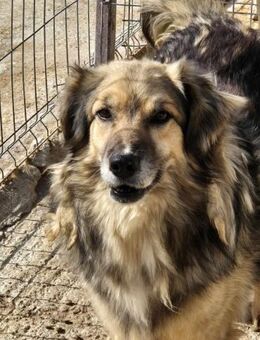 Hübscher SHANTO sucht Zuhause! - Neuberg