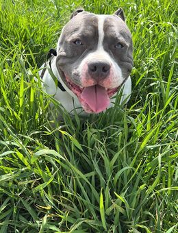 American Bully Deckrüde - Weinstadt