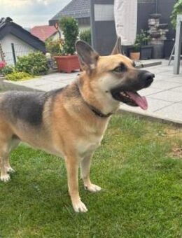 Gipsy sucht ein neues Zuhause - Fronreute