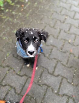 Labradorrüde 11 Wochen alt - Frankfurt (Main) Niederrad