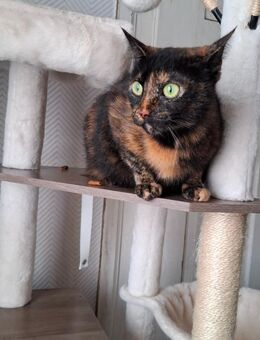 Katze, Schildpatt Mädchen - Allstedt