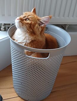 Maine Coon weiblich Kitten - Starzach