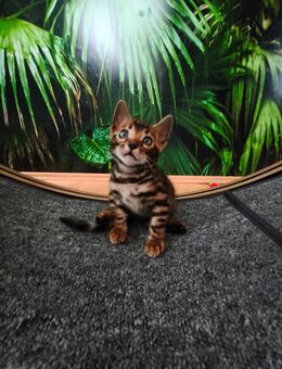 Bengalkätzchen (Junge 2) mit einer sehr seltenen Farbe - Plüderhausen