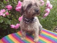 Yorkipoo Kora sucht Zuhause - Bönen