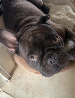 Französische Bulldogge – Rüde, 3 Jahre, gechipt & top erzogen - Blieskastel Zentrum