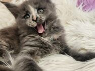 =^..^=Tolle Maine Coon kitten mit Stammbaum aus seriöser Zucht =^..^= - Bad Berleburg