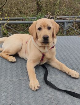 Labrador Hündin sucht ein tolles Zuhause - Kobern-Gondorf
