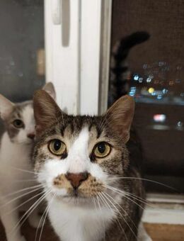 Schmusekater Ostin sucht sein Zuhause - Augsburg