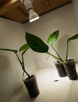 Monstera Radicans - Rietberg Mastholte