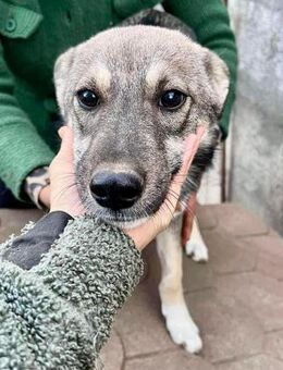 Lola braucht dringend Ruhe & Sicherheit - Koblenz