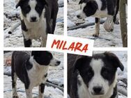 Milara sucht ihre Familie - Bissingen