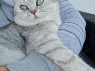 BKH Deckkater mit Grüne Augen Silver Shaded (kein Verkauf) - Schauenburg