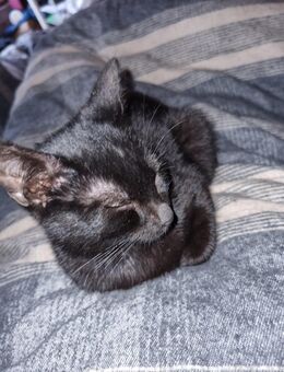 süßer junger Kater / Katzen - Weischlitz