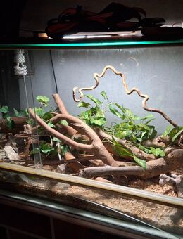 3 adulte Kornnattern m. Terrarium Caramel Motly, Wildfarben, - Rotenburg (Wümme)