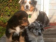 Australian Shepherd Goldenaussie Welpen abgabereit - Allenbach