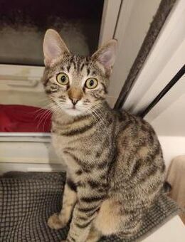 Katze Babsi - Garching (München)