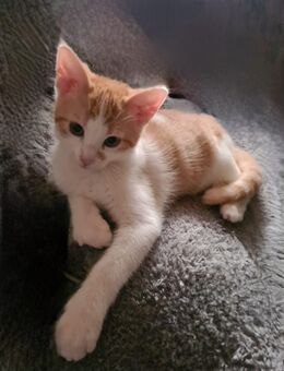 Letztes Katzenmädchen sucht ein Zuhause - Wunsiedel