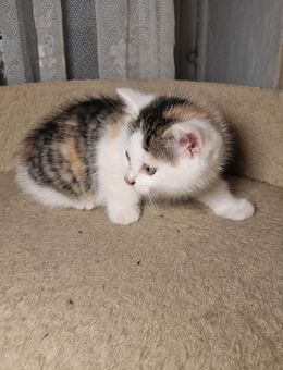 Katzenbaby, Fichtelgebirge, Mädchen ("Glückskatze") - Marktleuthen