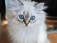 Wunderschöne BLH Kitten - Hamburg