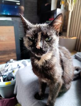 Katze Schildpatt - Volkmarsen