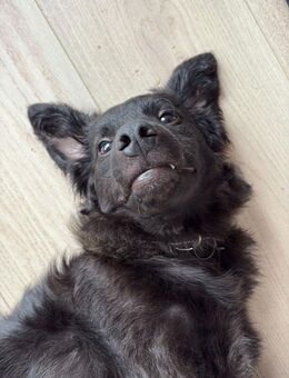 🐾 Ringo sucht sein Zuhause fürs Leben🐾 - Freilassing
