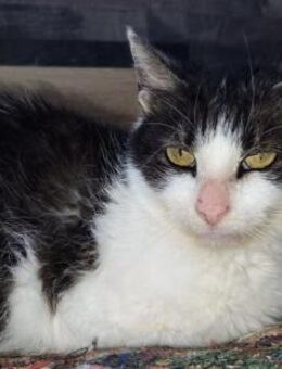 🌸Zutrauliche Sophia🌸🆘NOTFALL - Eislingen (Fils)