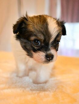 🐾 8 Mischlingswelpen suchen ab sofort ein liebevolles Zuhause! 🐾 - Stadthagen Zentrum