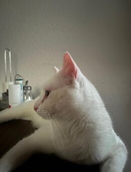 Wunderschöner Kater sucht neues Zuhause 🐾 - Ginsheim-Gustavsburg