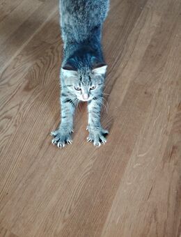 Kater sucht neues Zuhause - Pfarrkirchen